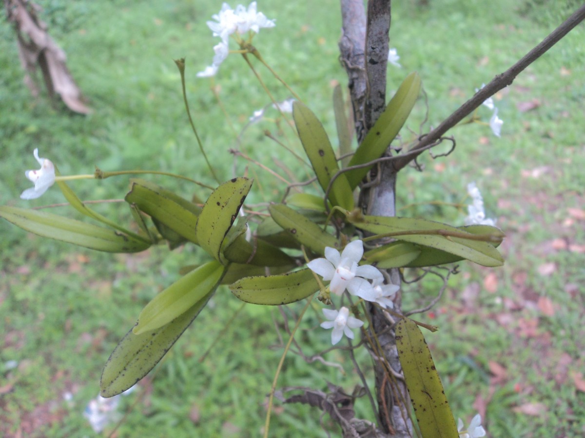 Thrixspermum pulchellum (Thwaites) Schltr.